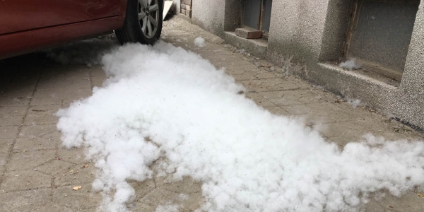 杨絮漫天 河北石家庄四月“飞雪”惹人烦-图6