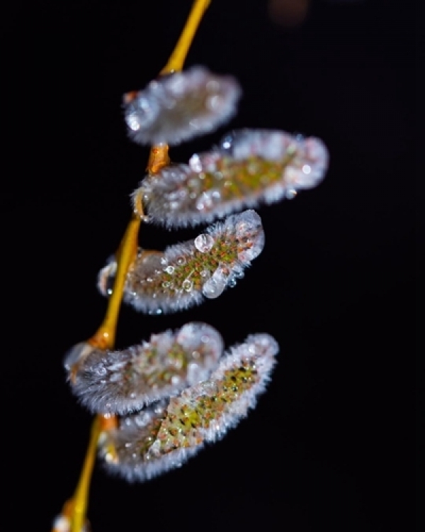 哈尔滨清明飞雪 冰冻柳枝芽-图1
