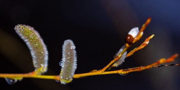 哈尔滨清明飞雪 冰冻柳枝芽-图4