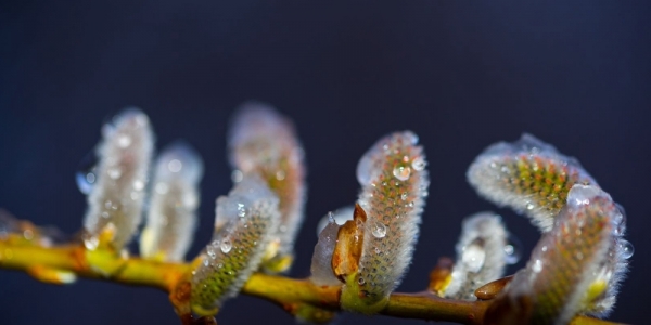 哈尔滨清明飞雪 冰冻柳枝芽-图2