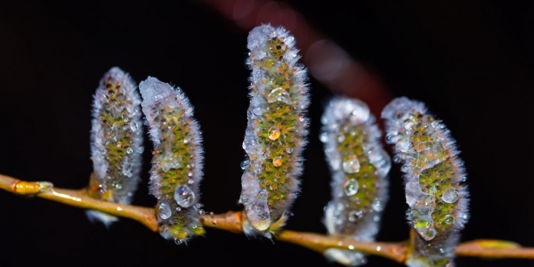 哈尔滨清明飞雪 冰冻柳枝芽-图3