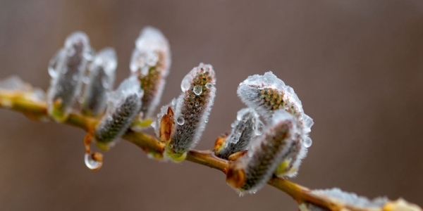 哈尔滨清明飞雪 冰冻柳枝芽-图5