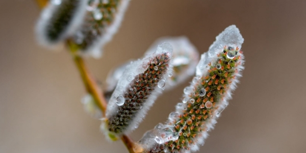 哈尔滨清明飞雪 冰冻柳枝芽-图6