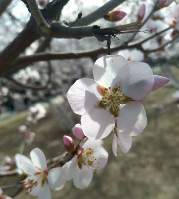 内蒙古春花烂漫正当时-图2