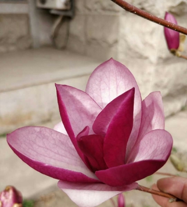 内蒙古春花烂漫正当时-图4