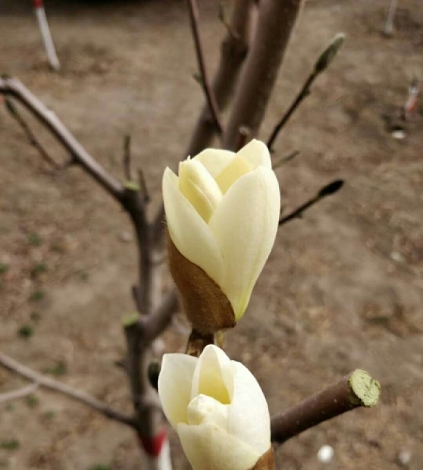 内蒙古春花烂漫正当时-图5
