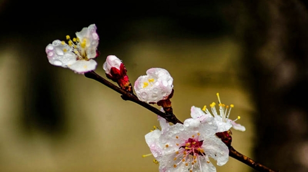 陕西汉中：雨润春花美-图1