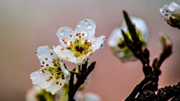 陕西汉中：雨润春花美-图4