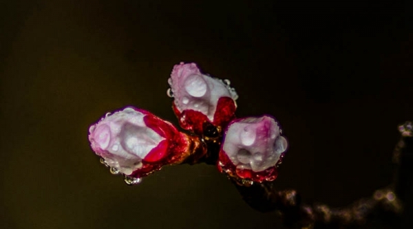 陕西汉中：雨润春花美-图2