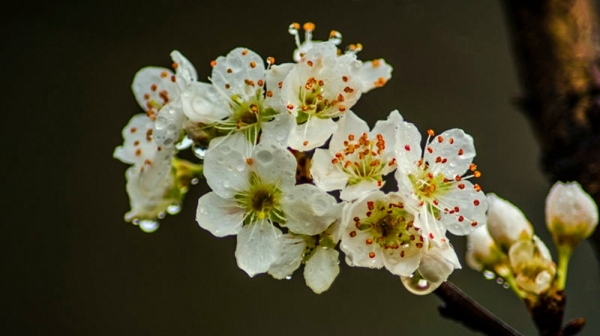 陕西汉中：雨润春花美-图5
