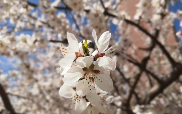 鄂尔多斯春意盎然  桃花杏花竞相绽放-图5