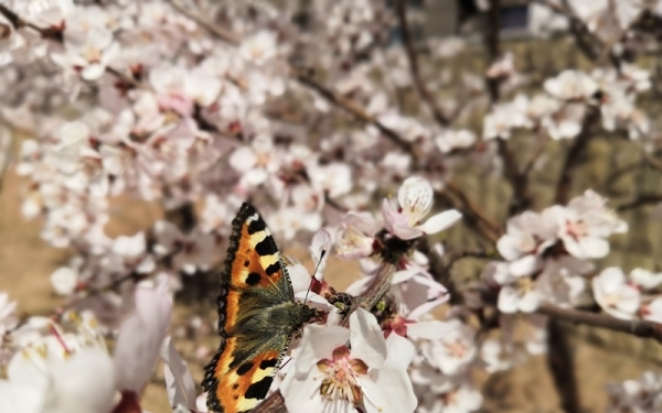 鄂尔多斯春意盎然  桃花杏花竞相绽放-图6