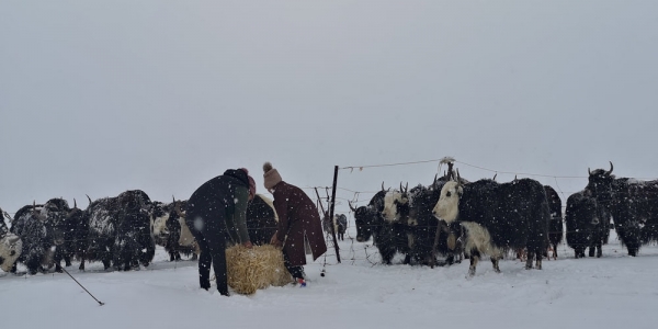 青海玉树曲麻莱降雪 交通畜牧业受影响-图7