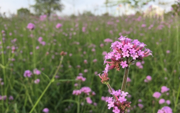 广东高明：马鞭花绽放如梦如幻-图2