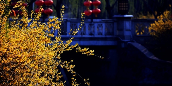 春到天津 花儿香鸟儿鸣处处惹人醉-图2