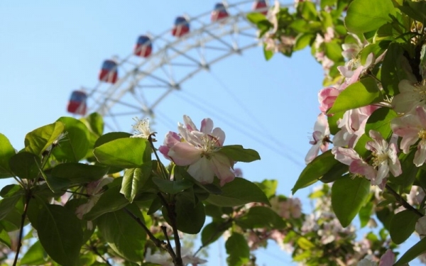 春满津门 春花烂漫-图1