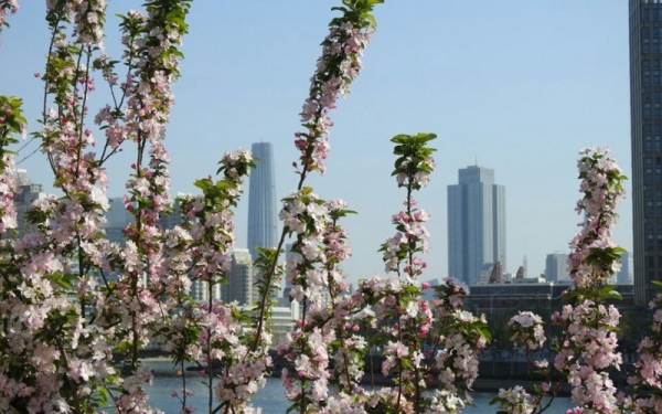 春满津门 春花烂漫-图4