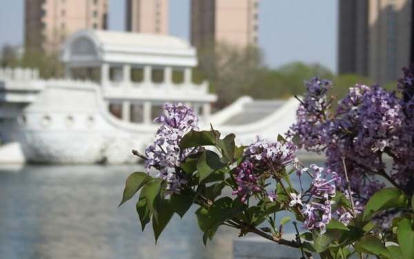 春满津门 春花烂漫-图5