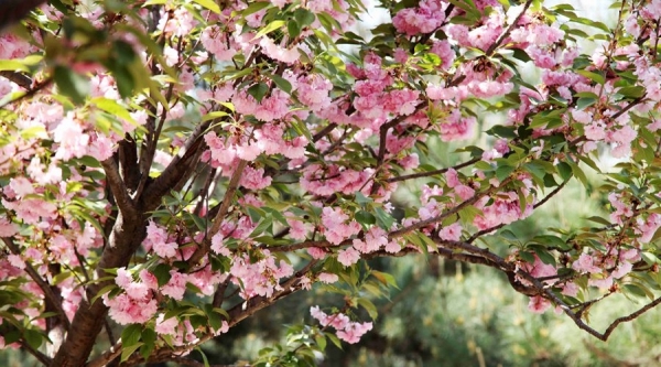 西安：青龙寺樱花盛开 游人如织-图1