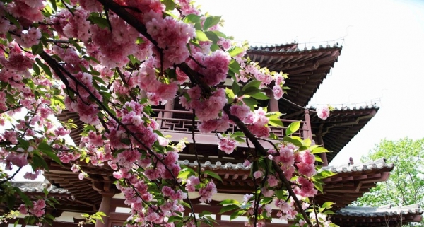 西安：青龙寺樱花盛开 游人如织-图4