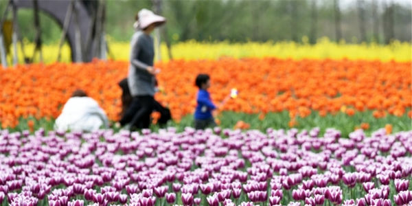 湖北荆州临江仙公园郁金香迎春盛放 绚烂花海醉游人-图3