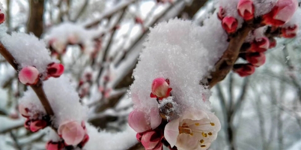 河北迎来大范围雨雪天气 保定山区降大雪-图4