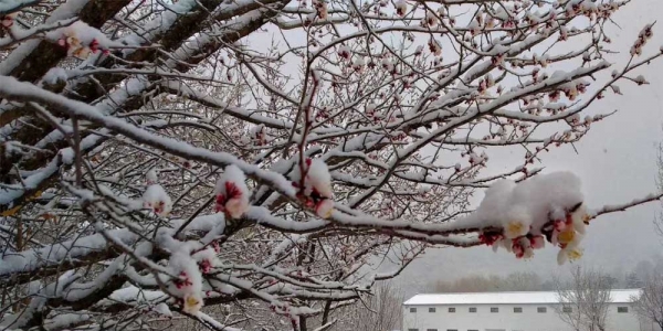 河北迎来大范围雨雪天气 保定山区降大雪-图3
