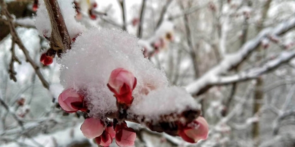 河北迎来大范围雨雪天气 保定山区降大雪-图5