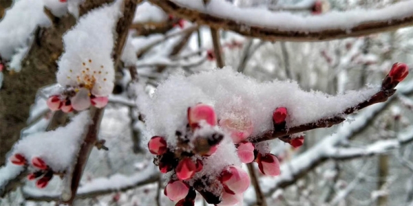 河北迎来大范围雨雪天气 保定山区降大雪-图8