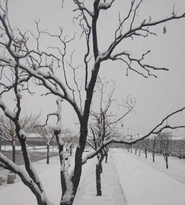 河北迎来大范围雨雪天气 保定山区降大雪-图9