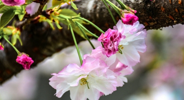 陕西留坝：浪漫樱花 唯美绽放-图1