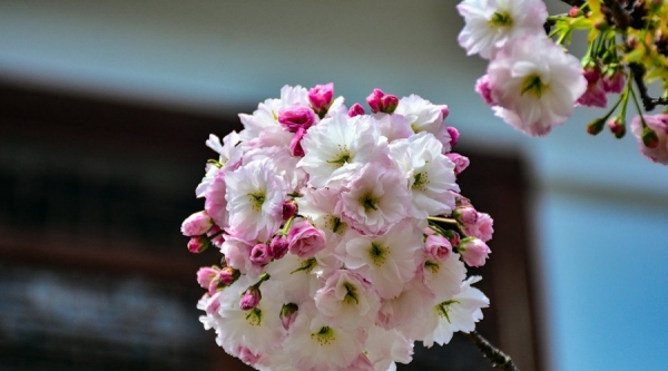 陕西留坝：浪漫樱花 唯美绽放-图3