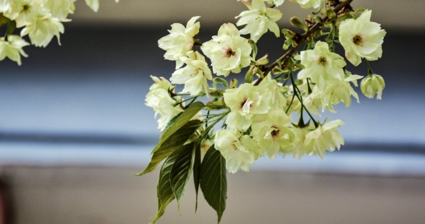 陕西留坝：浪漫樱花 唯美绽放-图7