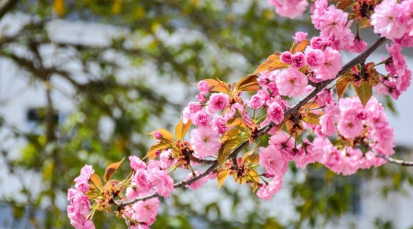 陕西留坝：浪漫樱花 唯美绽放-图5