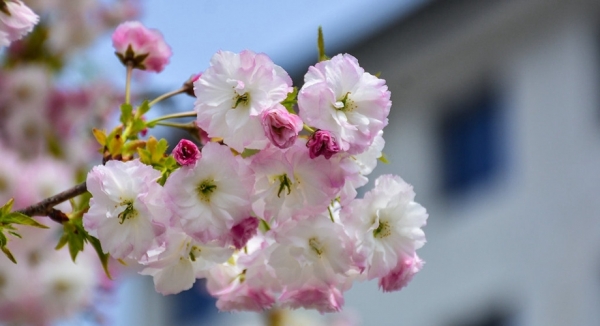 陕西留坝：浪漫樱花 唯美绽放-图6