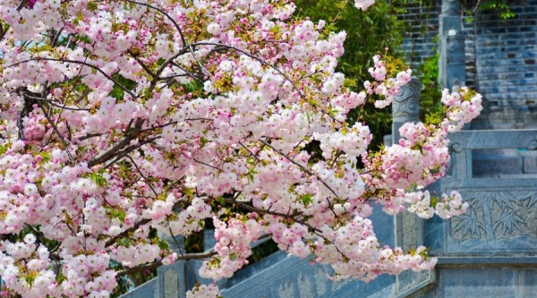 陕西留坝：浪漫樱花 唯美绽放-图9