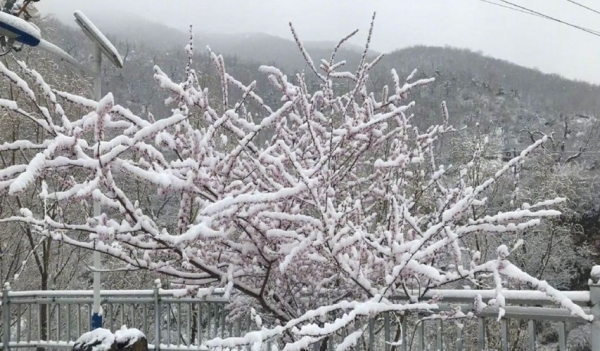 北京郊区四月飞雪 香山桃花戴上雪“帽子”-图3