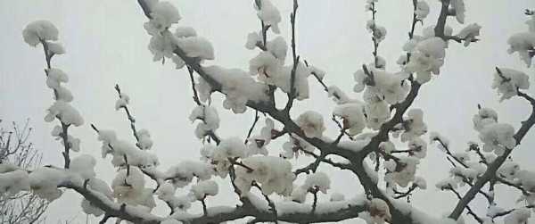 北京郊区四月飞雪 香山桃花戴上雪“帽子”-图2