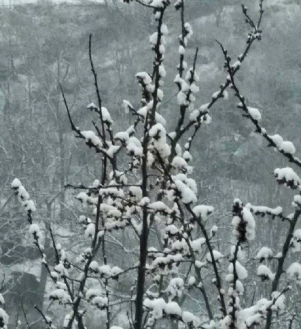 北京郊区四月飞雪 香山桃花戴上雪“帽子”-图7