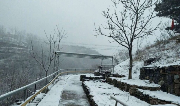 北京郊区四月飞雪 香山桃花戴上雪“帽子”-图6