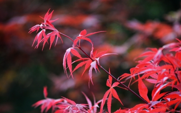 湖南衡阳：春日红枫美如画-图2