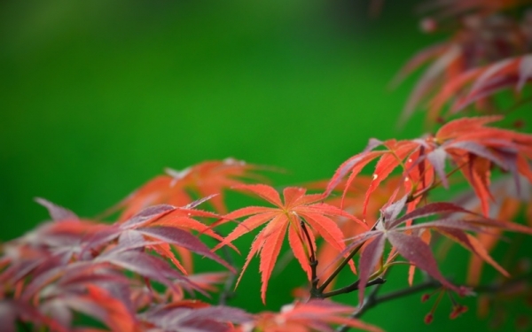 湖南衡阳：春日红枫美如画-图3
