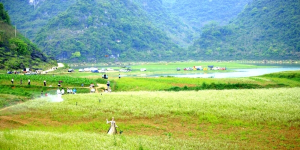 广西更望湖荠麦花开 风景秀美如油画-图2