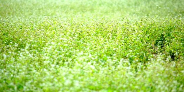 广西更望湖荠麦花开 风景秀美如油画-图1