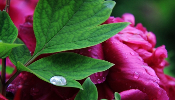 雨润西安 花朵娇艳欲滴-图1