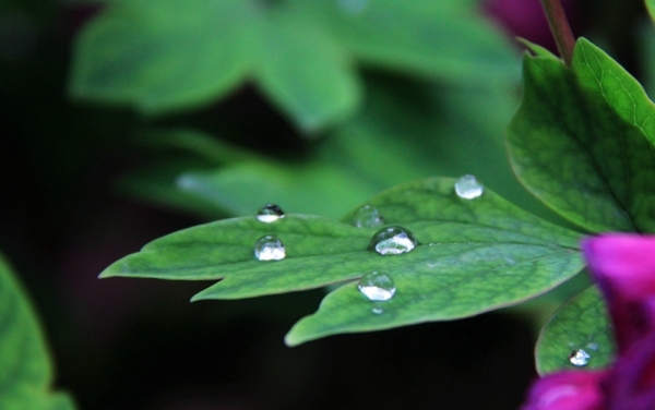 雨润西安 花朵娇艳欲滴-图3