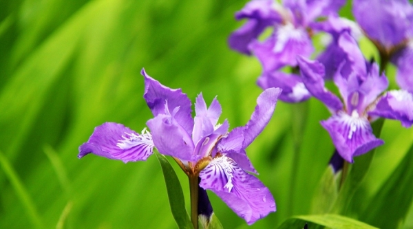 雨润西安 花朵娇艳欲滴-图4
