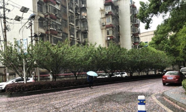 再冷1天 明起湖北气温重回20℃