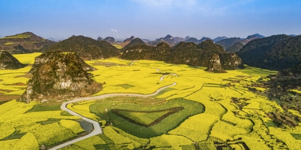 贵州六枝油菜花开满地金黄-图1