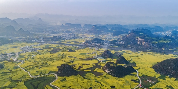 贵州六枝油菜花开满地金黄-图2